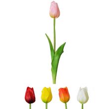 KS TULIPÁN 5F 47cm - FLORASYSTEM