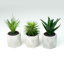 Sukulenty v kvetináči mix druhov 18 cm.