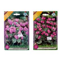 CYCLAMEN MIX - FLORASYSTEM