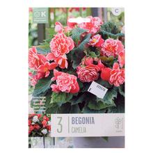 Cibuľoviny Begonia Camelia 3ks