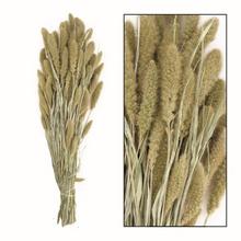 SUŠ. SETARIA ZV. BIELA 66x15x6CM - FLORASYSTEM