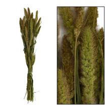 SUŠ. SETARIA ZV. NATURAL 66x15x6CM - FLORASYSTEM