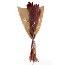 SUŠ. SETARIA ZV. ČERV. 66x15x6CM - FLORASYSTEM