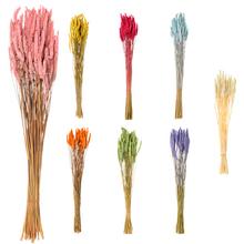Celosia SUŠENÁ MIX FARBA/zv. - FLORASYSTEM