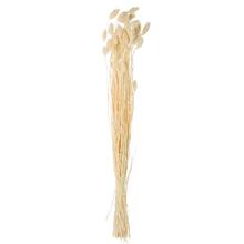 Phalaris - suchý Bielený/zv - FLORASYSTEM