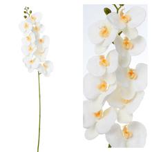 Biela orchidea Phalenopsis s dĺžkou 96 cm.