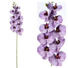 Fialová orchidea Phalenopsis s dlhým stonkom.