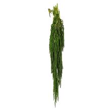 Zelený amaranthus, stabilizovaný kvet.