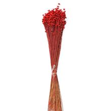 Stabilizované kvety Glixia v červenej farbe, 50g.
