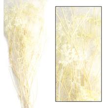Ombrellifera open 50gr - FLORASYSTEM