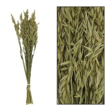 Avena nature GOLD 66x18x4cm/ - FLORASYSTEM