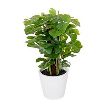 Umelá Monstera v bielom plastovom kvetináči.