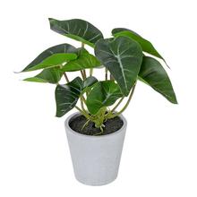 Umelé syngónium v plastovom kvetináči.