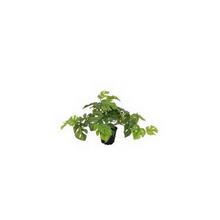 Umelá monstera v čiernom kvetináči.