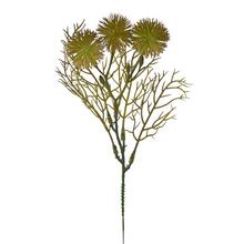 Zápich bodliak zelený s tromi kvetmi.