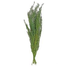 Zelený sušený asparagus