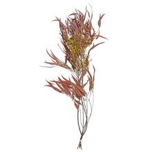 Sušený eukalyptus Willow v oranžovej farbe.