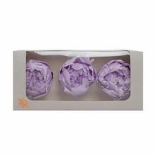 Pivonka preparovaná SOFT LILAC v balení po troch kusoch.