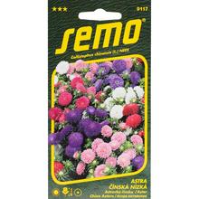 Semená astra čínska níz colour carpet 0,5g
