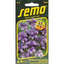 Semená Facélia Fiona 4g od SEMO