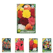 Cibuľka Begonia Mix s bohatými kvetmi v odtieňoch ružovej a červenej.