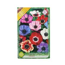 Zmes cibuľovín Anemone de Caen.