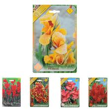 Semená Canna Mix s rôznymi odrodami kvetov.