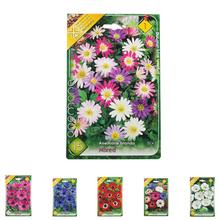 Cibuľoviny Anemone de Caen - Hollandia