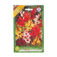 Semená cibuľovín IXIA MIX