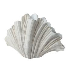 Mušla dekoratívna váza