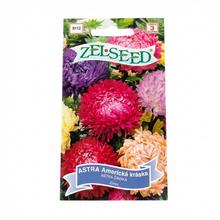 Semená Astra americká kráska, vysoká zmes 0,7g