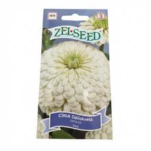 Semená Cínia Dálio kvety biele