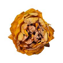 Umelá hlava pivonky žltej s priemerom 10 cm, balenie 12 ks.