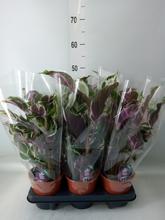 'Rastlina Calathea ''Stella''.'