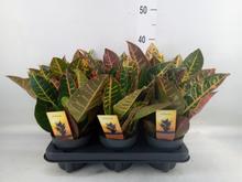 'Rastlina CODIAEUM var. GR ''Petra''.'