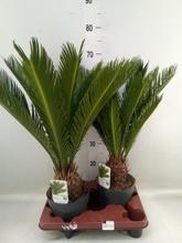 CYCAS REVOLUTA.