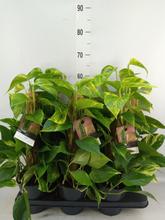 Rastlina SCINDAPSUS mosstok.