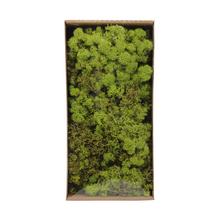 Moss reindeer 500gr v prírodnej farbe