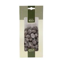 Sušený materiál Casuarina v balení 100g.