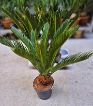 CYCAS REVOLUTA XXL 14/55cm v kvetináči