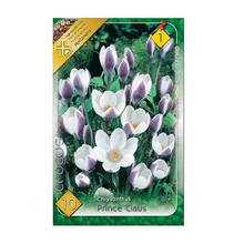 CIBUĽOVINY CROCUS PRINCE CLAUS 10ks