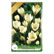 CIBUĽOVINY CROCUS SNOWBUNTING 10ks