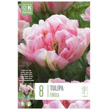 Cibuľoviny Tulipán Finola 8ks