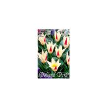 Cibuľoviny Tulipán Johann Strauss 10ks