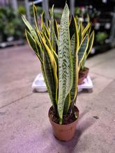 Sansevieria tri. Laurentti v kvetináči