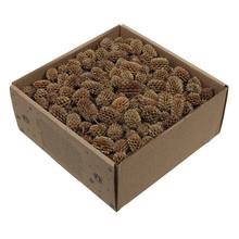 Sušený materiál Casurina natur 430g