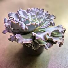 Rastlina Echeveria v kvetináči